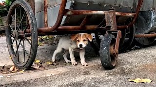 Starving Street Dog Searching For Food in Garbage. His Eyes Were Asking For Help.