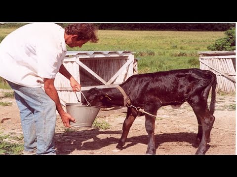 Bezerras de Raças Leiteiras do Nascimento ao Desaleitamento - Dieta Líquida 