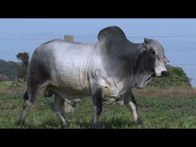 Lote 17   11º Leilão Fazenda Modelo