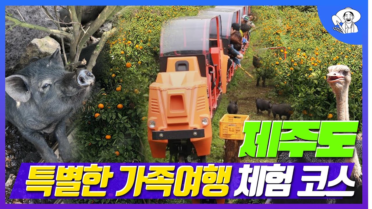 최남단 감귤농장에서는 수확체험 동물원 곤충 흑돼지 모노레일까지 한번에 가능해요