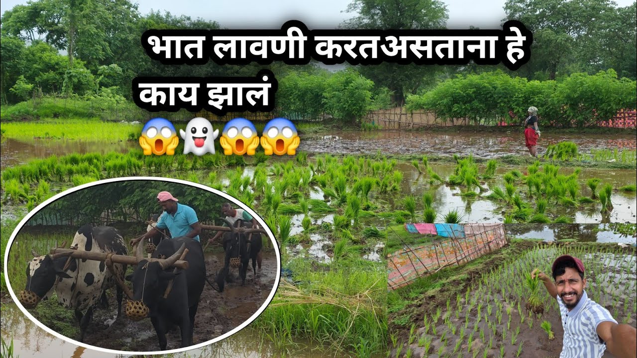 मुंबई वरून आलो ||भातलावणीला 🌾🌾पहिलाच|| दिवस 😍