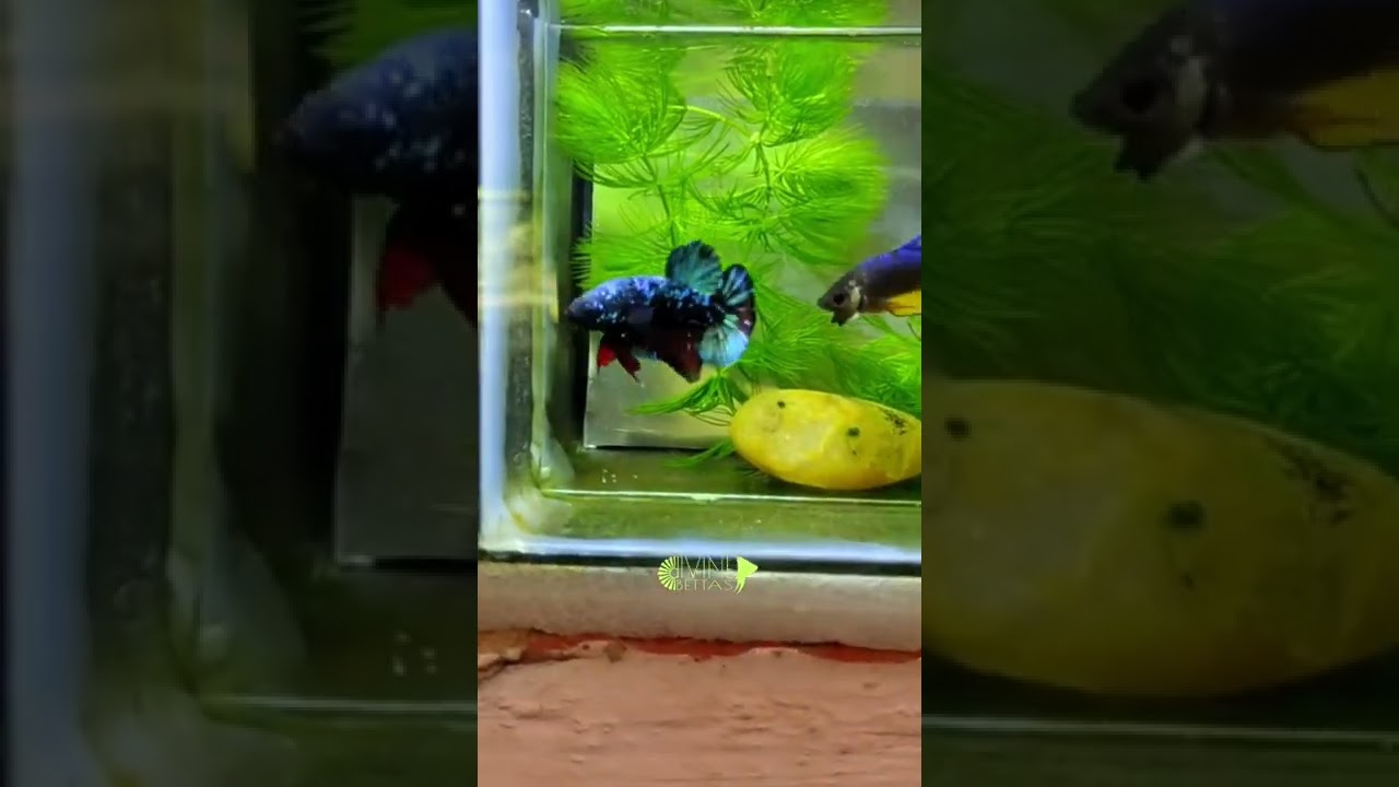 Blue-Black Galaxy / Avatar series / Star dust / Divine Bettas