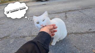Can I taste your finger 😼(Angry White Cat)