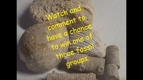 Texas Fossil Hunting - Justin, TX