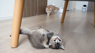 Here are some kittens whose wild game of tag is giving their mom a hard time… screenshot 4