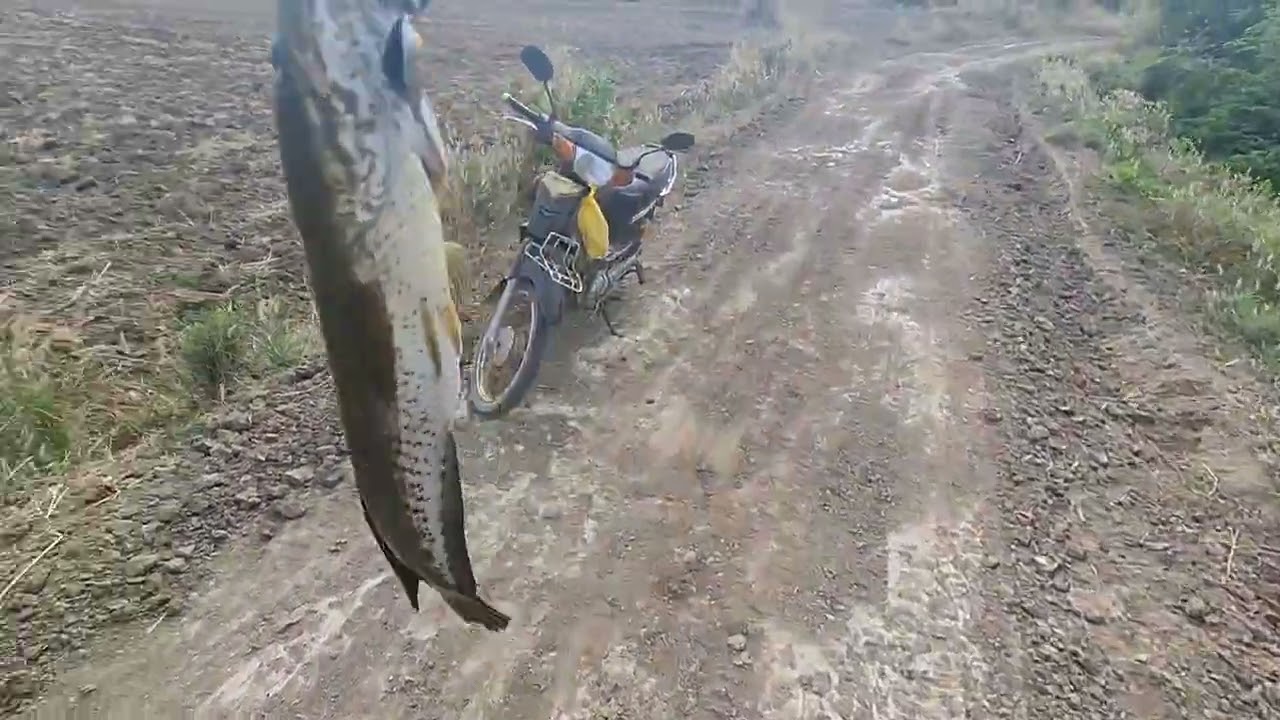 #Snakehead fishing #បបក់ត្រីផ្ទក់រ៉ស