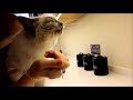 Petdentist Toothbrush and Petsmile Toothpaste Review