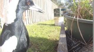 The Collector Magpie and the Python