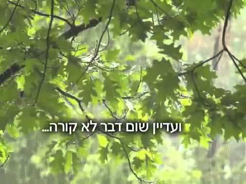 וִידֵאוֹ: איך לגזום ברוש חינוקי?