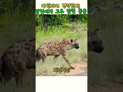암컷 점박이 하이에나에 고추가 있다#동물다큐#야생동물 thumbnail