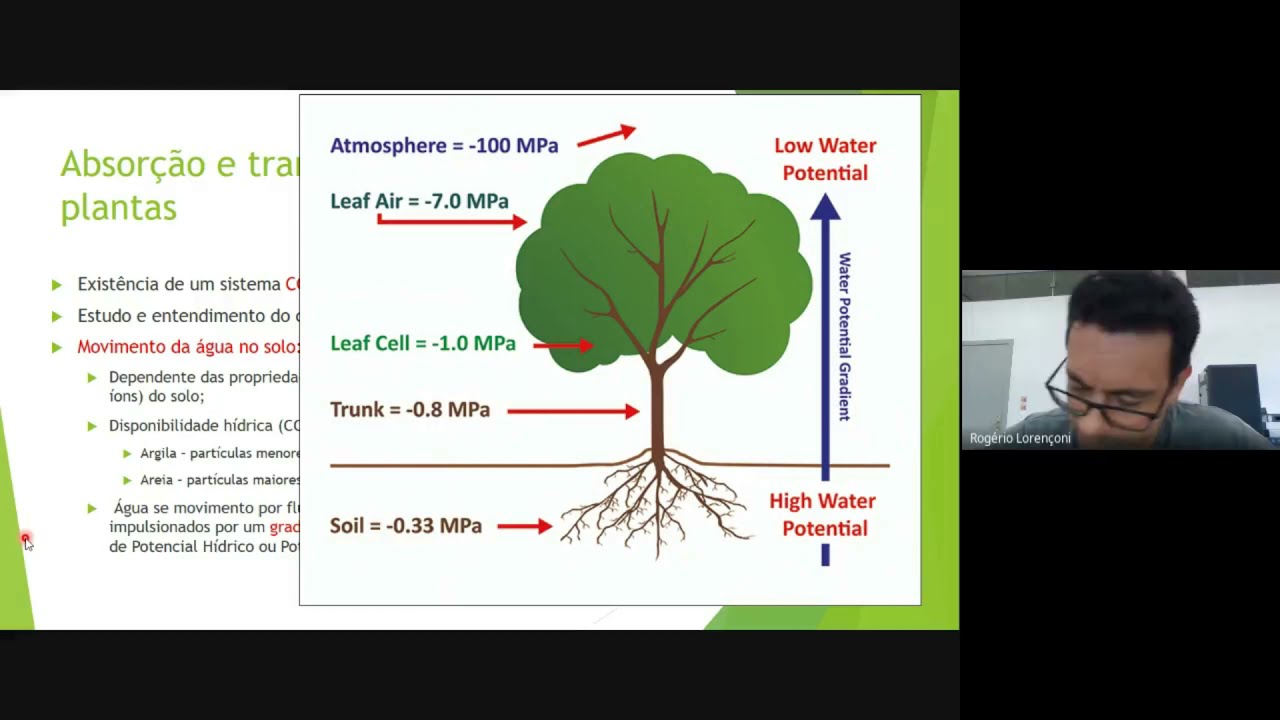 Aula 4 Absorção e transporte de água solo planta atmosfera Vídeo aula 2 ...