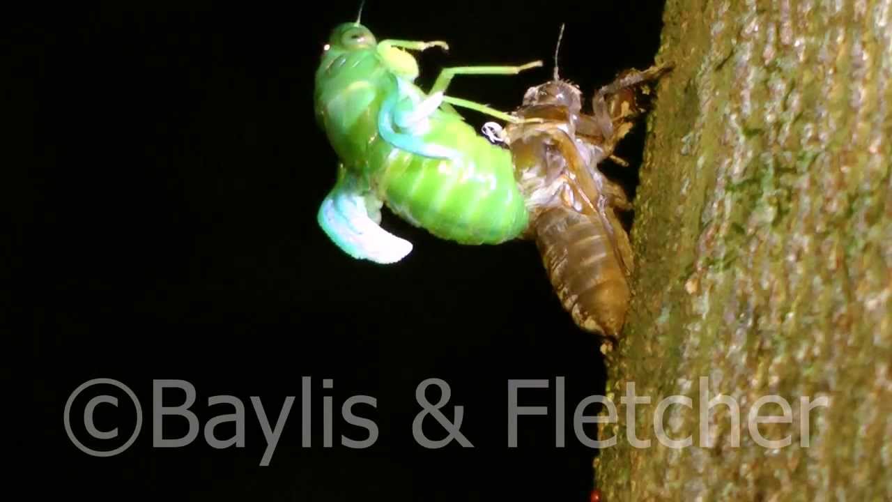 Jade-green cicada, Malaysia. 20120505_212847.mp4