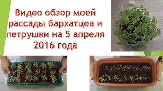 Рассада бархатцев / Рассада петрушки / Видео обзор на 5 апреля 2016 года.(Это видео обзор моей рассады петрушки и бархатцев. Как посеять на рассаду бархатцы и петрушку смотрите..., 2016-04-08T03:00:00.000Z)