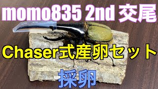 【アートオブヘラクレス】18 momo835 2nd 交尾　chaser式産卵セット　採卵