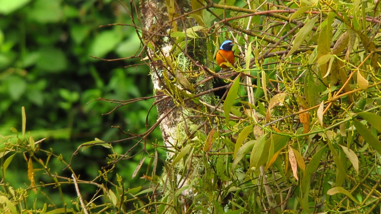 Endemic Bird Expert Costa Rica 160 YouTube