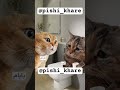 مگه هزار بار نکفتم اون لامپ دستشویی بی صاحاب و خاموش کن نکبت Cat Funny Catt Animal Explore 