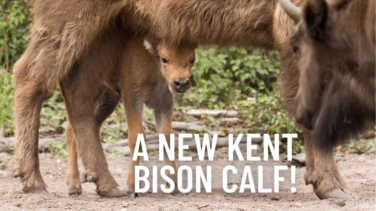 KENT BISON HERD 🦬 THIRD GENERATION OF WILD BISON IN THREE YEARS!