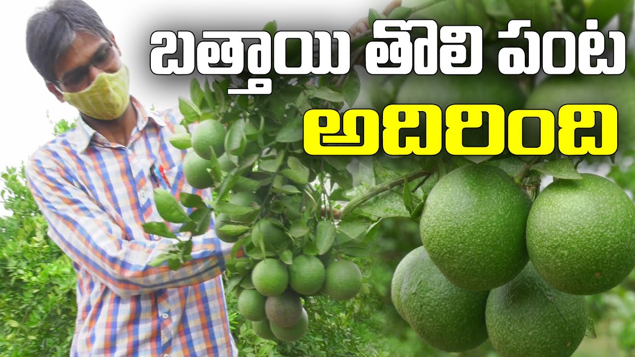 చెట్ల నిండుగా కాయలు, తోటంతా పచ్చని నిగనిగలు || Citrus Natural Cultivation || Arvinda Reddy