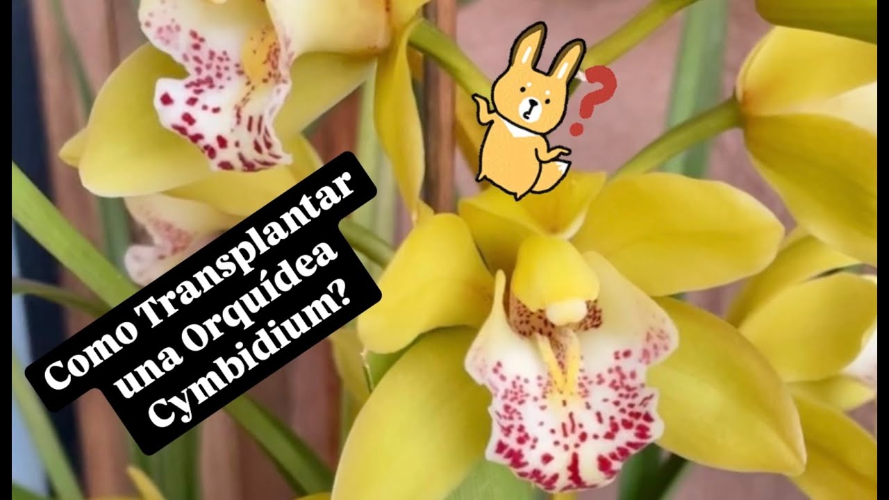 ✅COMO TRANSPLANTAR UNA ORQUÍDEA CYMBIDIUM⁉️🪴🌼🙋🏻‍♀️