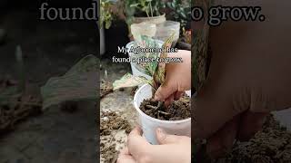 Don't Throw this Away Turning waste into something green!#plants #gardeningtips#gardening #aglonema