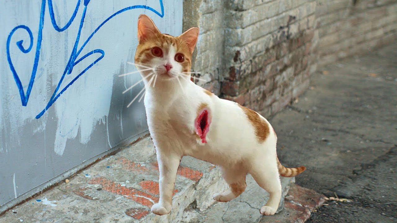 Трёхлапый кот пришел за помощью к людям, но такого он не ожидал...