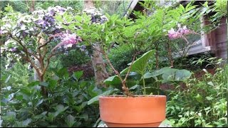 2015 5 20 庭藤 ニワフジ 盆栽 Spanish Clover Bonsai - YouTube