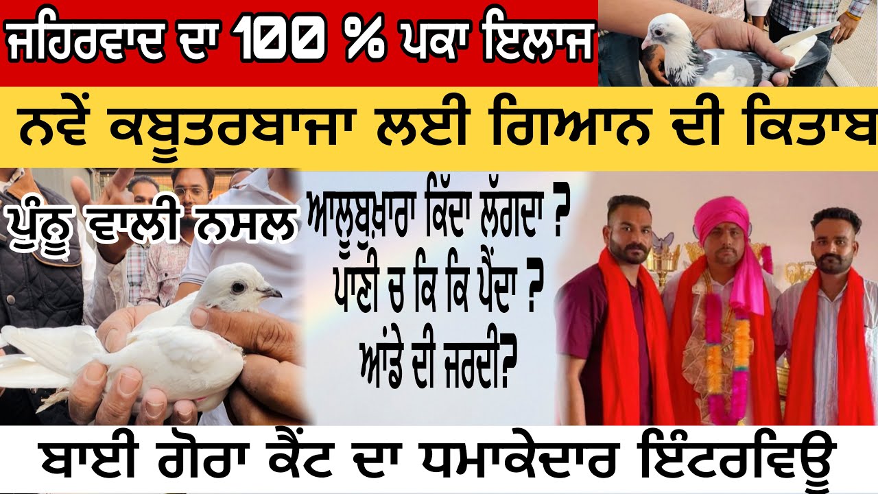 ਲੋਅ ਦੀ ਗੇਮ ਬਦਾਮ ਸੁਣ ਲਓ ਕਿੰਨੇ ਦੇਣੇ || ਜਹਿਰਵਾਦ ਦਾ ਪੱਕਾ ਇਲਾਜ , ਕੱਚੇ ਅੰਡਿਆ ਦਾ ਪੱਕਾ ਇਲਾਜ || ਪਾਰਟ -2 