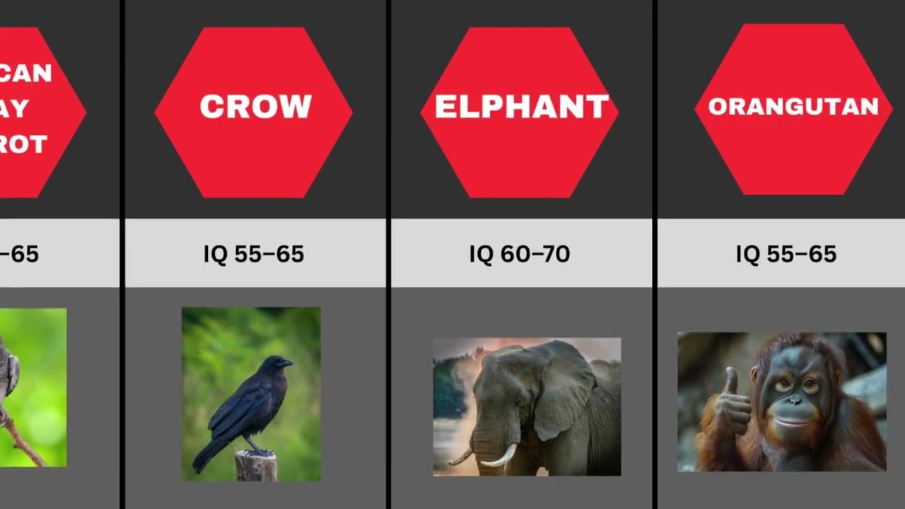 The Smartest Animals