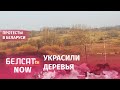 БЧБ-деревья в Сухарево