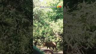 Download Lagu hiran baby 🧿#hirah #jambu kasmeer #katra mata ke darshan 🧿❤️ MP3