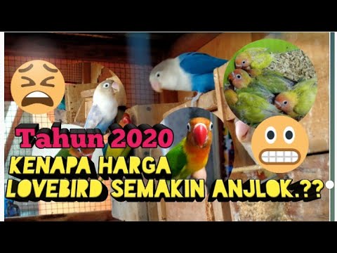 Ternak Lovebird 2020‼️ Kenapa semakin turun drastis? 