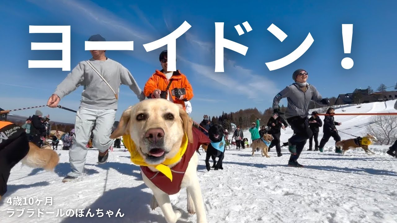 ラブラドール Labrador #182] Go! A duo with limited physical strength takes on a
