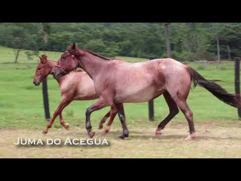 LOTE 26 - Juma do Acegua