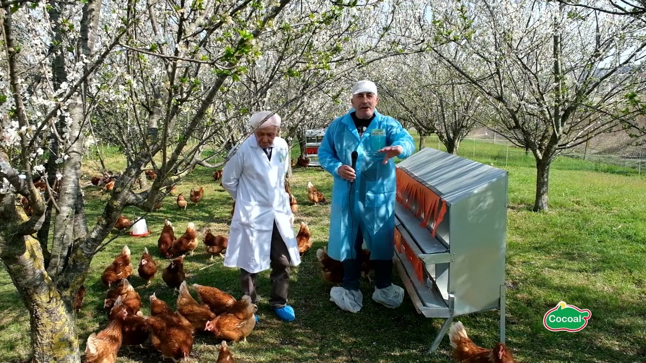 COCOAL, prodhimi natyral ne kushte fshati i vezës Kokove dhe mishit Pulastren