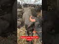 Deonar buffalo Mandi new update#viral #mumbai #govandi