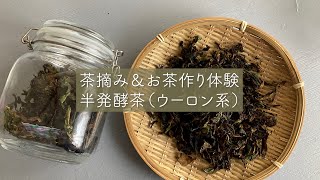 初めての茶摘み＆お茶作り　半発酵茶（烏龍茶系）＃お茶作り＃半発酵茶＃烏龍茶