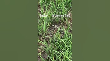 Snake 🐍 in the rice field#shorts