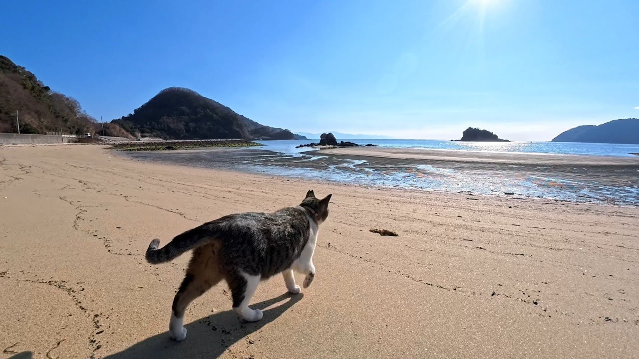A Friendly Cat Appeared on an Empty Winter Beach — A Heartwarming