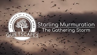 Starling Murmuration - The Gathering Storm by QuietScapes 193 views 4 months ago 4 minutes, 4 seconds