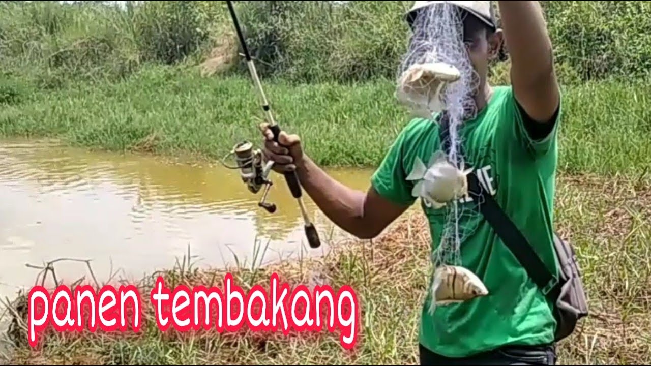 Cara mancing ikan tembakang yang mogok makan