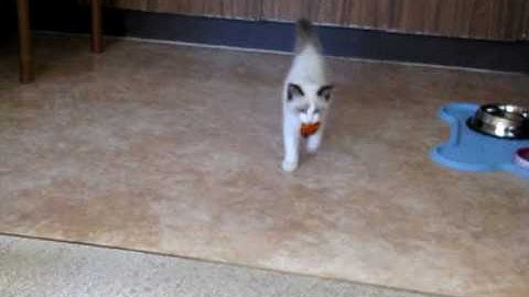 Ragdoll kitten learning to play fetch