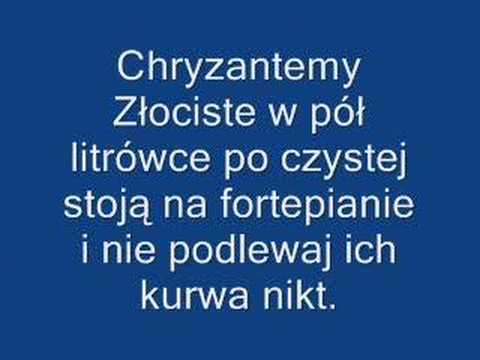 Chryzantemy Złociste