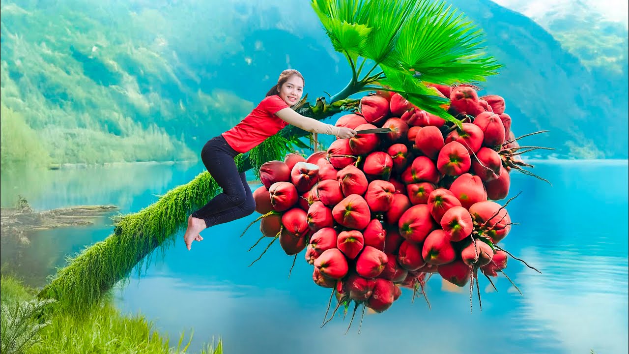 Harvesting Giant Red Coconut by the Sea Goes To Market Sell | people harvesting | Ly Tieu Kha