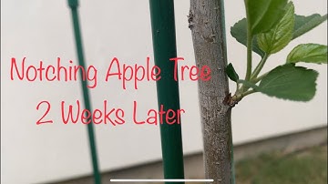 Notching Apple Tree to encourage branching: 2 Weeks update