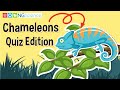 Chameleon Characteristics and Behavior