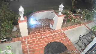 Skunk visiting our home