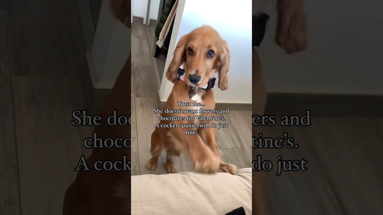Trust me on this one… a cocker spaniel is all she needs ♥️🥰 . . . . 