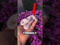 Top 5 Friendly SNAKES You’ll Wish You Could Have 😱 #shorts