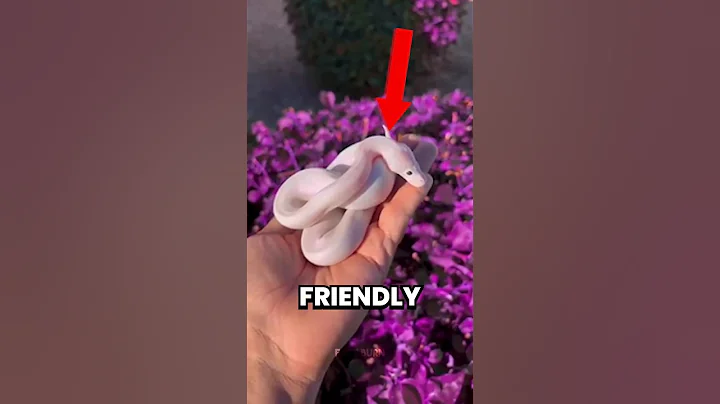 Top 5 Friendly SNAKES You’ll Wish You Could Have 😱 #shorts