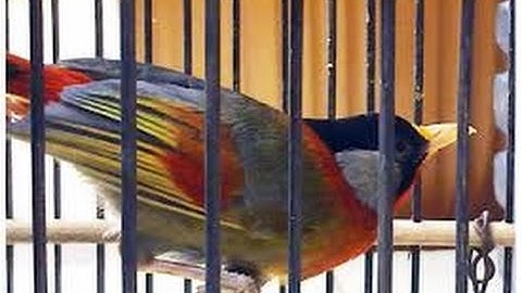 [ TOP ] BURUNG PANCA WARNA    ll  GACOR DOR JOSS MENUSUK TELINGA